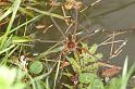 Dolomedes_plantarius_D6124_Z_90_Les Gris_Frankrijk